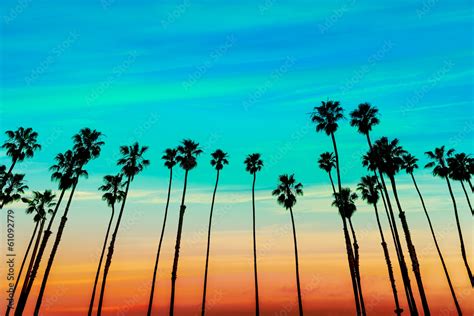 California sunset Palm tree rows in Santa Barbara #61092779 - Kuchnia ...