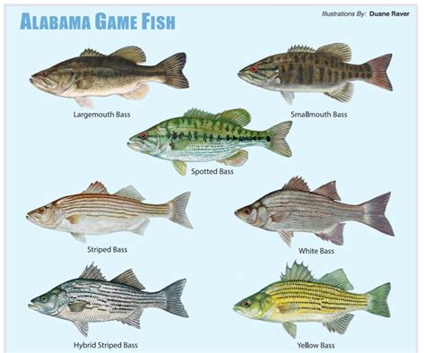 Freshwater Bass Identification Chart