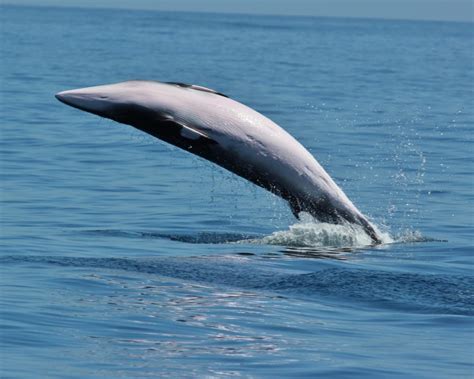 Galapagos Minke Whale - Top Facts, Habitat & Information