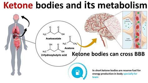 ketone bodies and its metabolism - YouTube