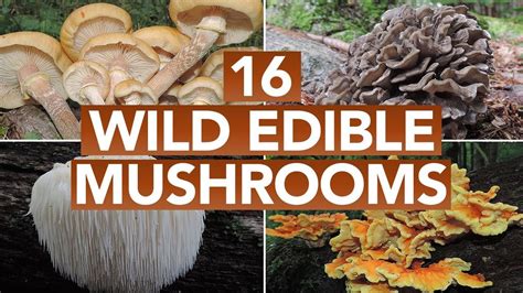 16 Wild Edible Mushrooms You Can Forage This Autumn | Edible mushrooms ...