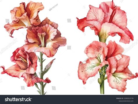 Gladiolus Clipart Isolated Vector Illustration Stock Vector (Royalty ...