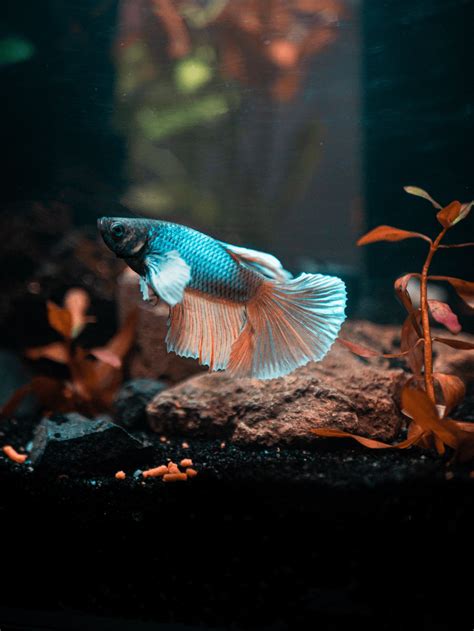 Diagnosing Dropsy in Betta Fish: Causes, Symptoms, and Cures