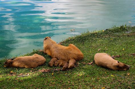 All about Capybara as Pets- Diet, Lifespan, Habitat and Facts