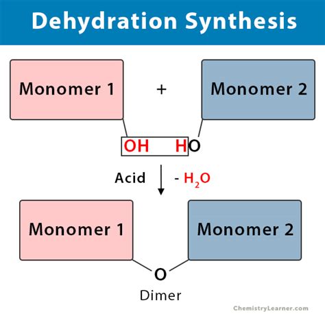 Dehydration Synthesis