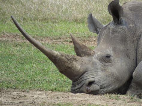 Rhinoceros horn | SIMILAR BUT DIFFERENT IN THE ANIMAL KINGDOM