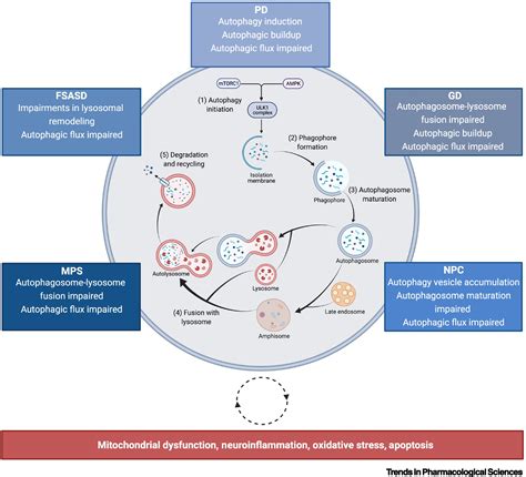 Targeting neurological abnormalities in lysosomal storage diseases ...