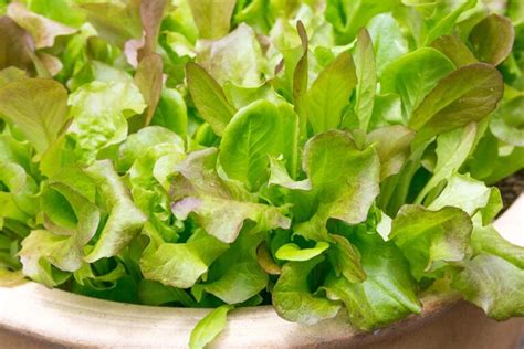 How and When to Harvest Leaf Lettuce | Gardener’s Path