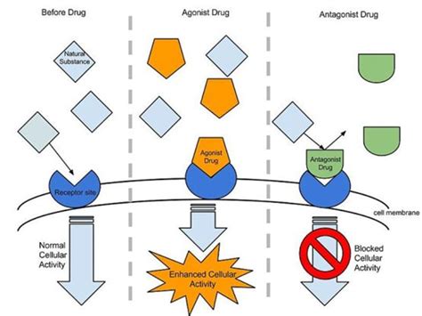 Agonist - Definition and Examples - Biology Online Dictionary