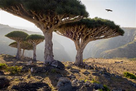 Dragon Trees, Yemen | Top Travel Destinations to Put on Your Bucket ...