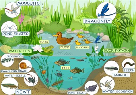 Ecosystem of duck pond Stock Vector Image by ©mariaflaya #88274964