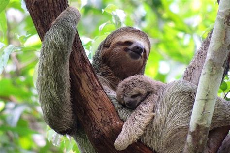 Searching for sloths in Manuel Antonio, Costa Rica | Atlas & Boots