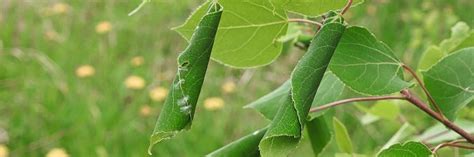 Leafroller Control: How to Get Rid of Leafrollers | Solutions Pest & Lawn