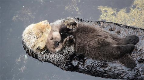 7 Otter Facts That Prove They're The World's Best Animal | The Odyssey ...