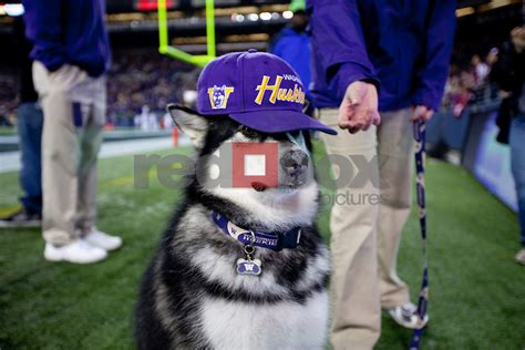 he University of Washington beat Washington State University to win the ...