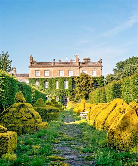 The Highgrove House and Gardens National Hosta Collection - Sienna Hosta