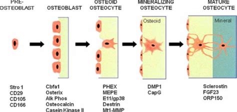 Expression of markers during osteoblast-to-osteocyte on | Open-i