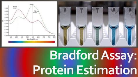 Bradford Assay | Bradford Test - Protein Estimation - Principle ...