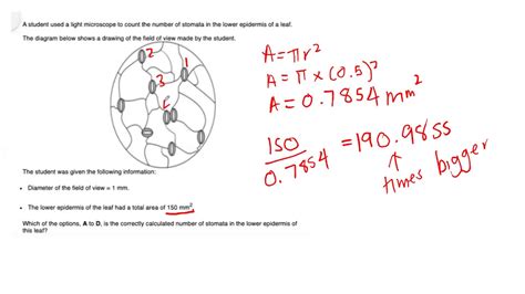 Stomatal density calculation - YouTube