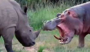 Rhino vs Hippo fight comparison & difference - who will win?