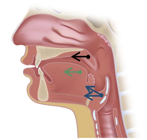 upper airway muscles vs functions Diagram | Quizlet