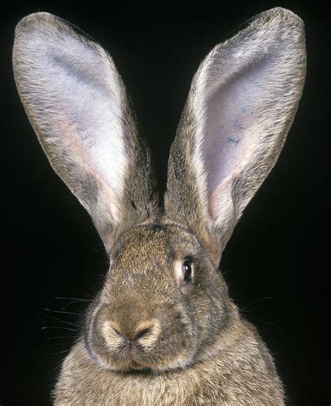 Flemish Giant Rabbit Malaysia : Flemish Giant Rabbit Breed Information ...