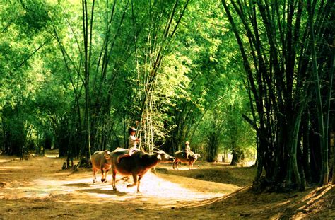 BamBoo Craft Viet Nam: Bamboo tree in Vietnam