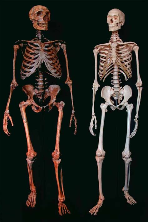 Did Neanderthals have sex with modern man?