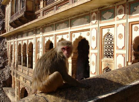 Monkey Temple Jaipur | Galtaji Temple Jaipur, Rajasthan