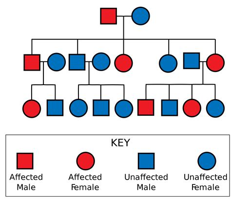 5.13 Mendelian Inheritance – Human Biology