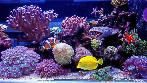 Setting Up A New Marine Aquarium - Aquarium Views