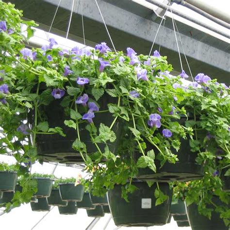 Torenia-Hanging-Basket – White House Nursery