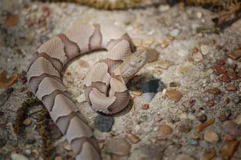 How to Identify a Baby Copperhead Snake » Petsoid