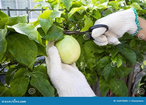 Harvesting Passion Fruit with Scissor. Woman Cutting Fresh Passion ...