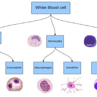 White blood cell taxonomy from bone marrow, including three main types ...