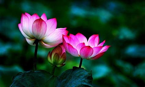 Update 58+ lotus wallpaper latest - in.cdgdbentre