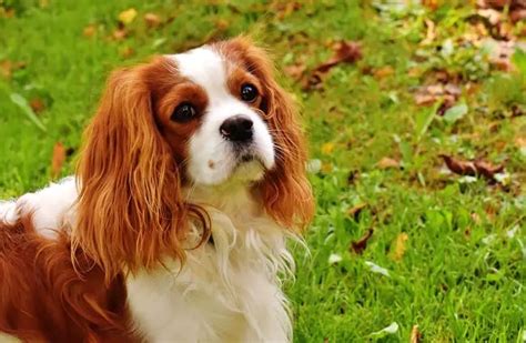 English Toy Spaniel - Description, Energy Level, Health, Interesting Facts