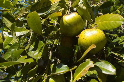 Black Sapote Growing Guide | Plantly