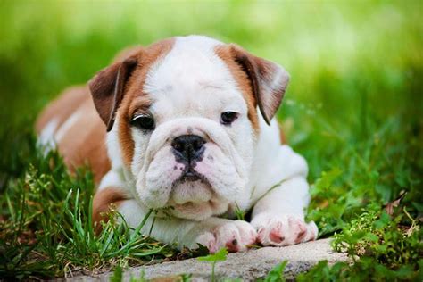 Bulldog Puppy Training Timeline: What to Expect and When to Expect It ...