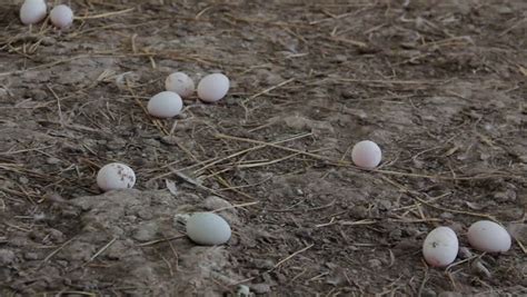 Duck Eggs in Farm Stock Footage Video (100% Royalty-free) 7823227 ...