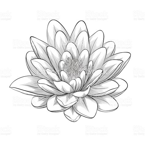 Beautiful monochrome, black and white lotus flower painted in graphic ...