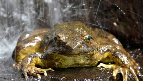 Berat.. macam mana nak lompat? Ini lima spesies katak terbesar di dunia ...