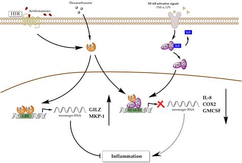 Cells | Free Full-Text | Antihistamines Potentiate Dexamethasone Anti ...