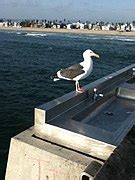 Category:Venice Fishing Pier - Wikimedia Commons