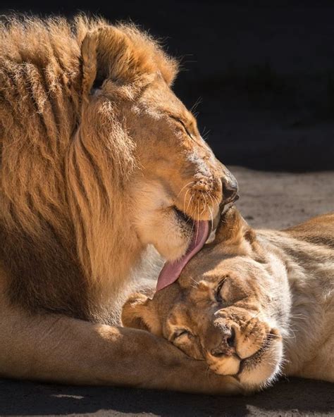 Elderly Lion Couple That Were Soulmates Are Put To Sleep At The Same ...