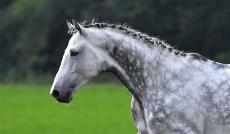 130+ Dapple Gray Horse Name Ideas for Males & Females - Helpful Horse Hints