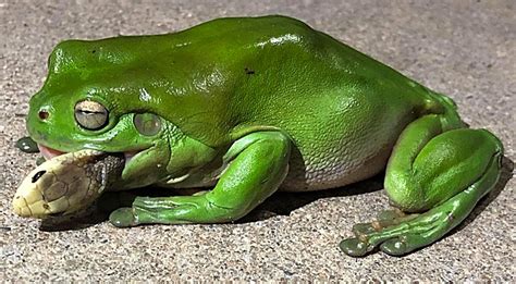 Tree Frog Caught Devouring World's 3rd Most Venomous Snake At ...