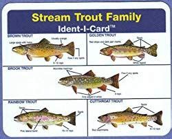 Trout Identification: How To Identify Different Types Of Trout Species ...