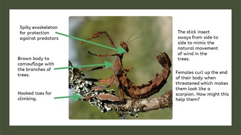 Insect Adaptations Google Slides presentation | Teaching Resources