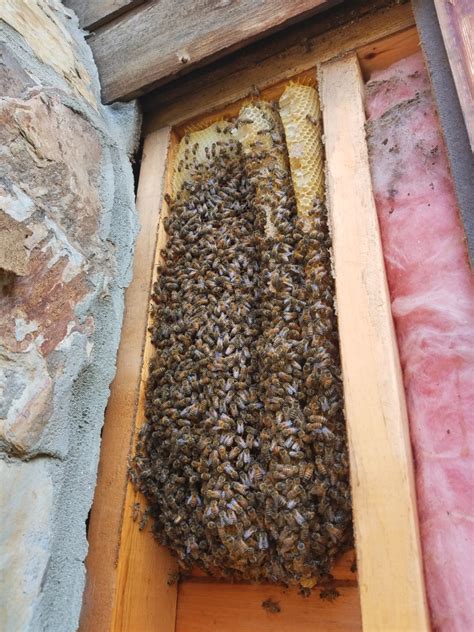 Removing Honeybees from a Wall of a Log Cabin In McCaysville ...